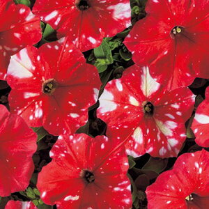 �� �y�`���j�A �h�b�g�X�^�[���b�h 1�܁y�^�L�C��c�����z�t�܂�