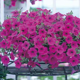 種 ペチュニア F1ラテリーナパープル 1袋【タキイ種苗公式】春まき