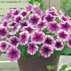 �� �y�`���j�A F1�f�B�[�o�p�[�v���x�C�� 1�܁y�^�L�C��c�����z�t�܂�