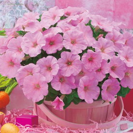 種 ペチュニア F1ディーバ ピンクリップ 1袋【タキイ種苗公式】春まき