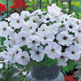 種 ペチュニア F1ディーバシルバーブロッチ 1袋【タキイ種苗公式】春まき