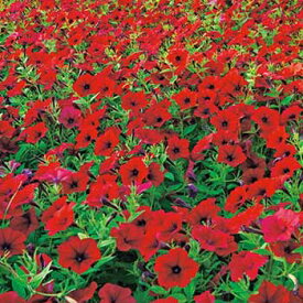 種 ペチュニア F1タイダルウェーブレッドベロア 1袋【タキイ種苗公式】春まき