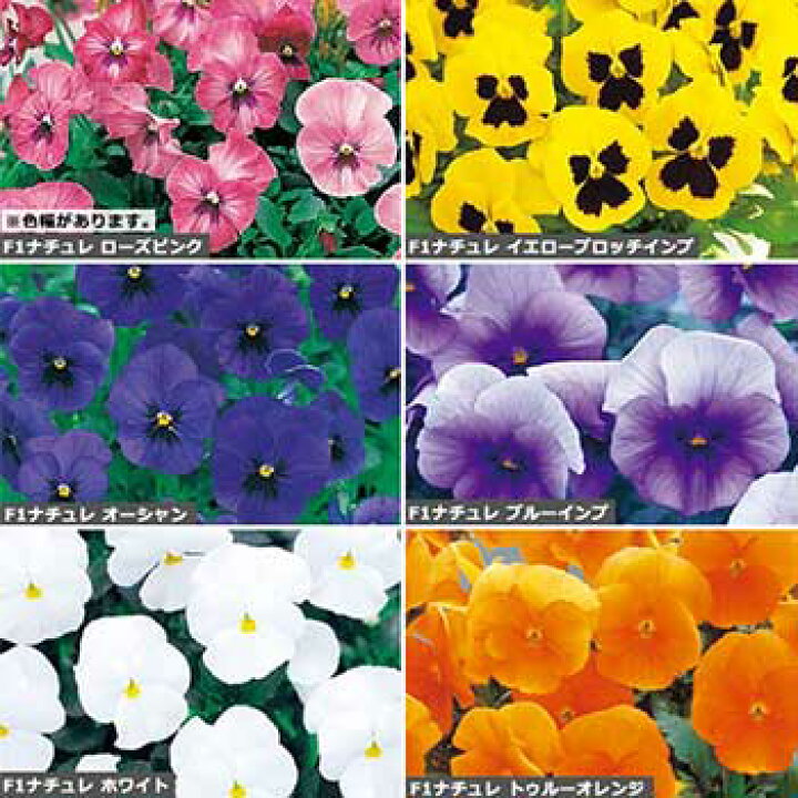 タキイ種苗 草花 種子 ウインターパンジー 花タネ セット タネのタキイ タキイ種苗 草花 タネ ウインターパンジー・F1ナチュレ ブルーインプ