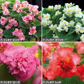 楽天市場 ベゴニア ピンク 鉢植えの通販