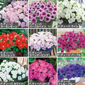 楽天市場 ペチュニア 白の通販
