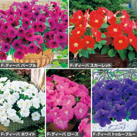 種 ペチュニア F1ディーバ定番色（花タネ）セット 1組【タキイ種苗公式】春まき