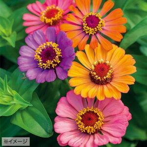  WjAiSjtH[LXg 1܁y^LCczt܂