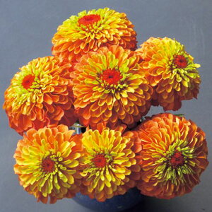  WjAiSjNC[CIW 1܁y^LCczt܂