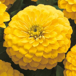  WjAiSjF1vVI[TCG[ 1܁y^LCczt܂