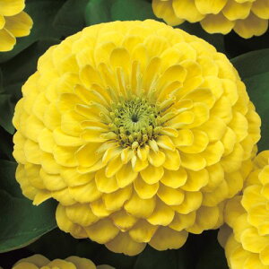  WjAiSjF1vVI[TCgCG[ 1܁y^LCczt܂