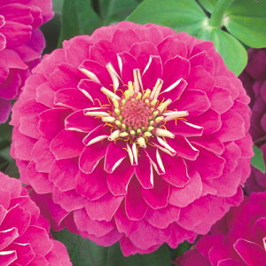  WjAiSjF1vVI[T[Y 1܁y^LCczt܂