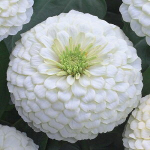  WjAiSjF1vVI[TzCg 1܁y^LCczt܂