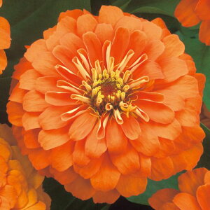  WjAiSjF1vVI[TIW 1܁y^LCczt܂