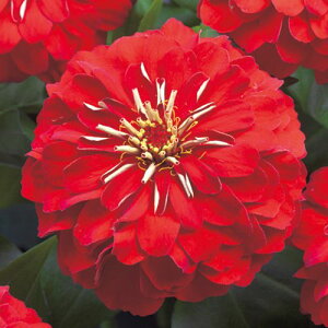  WjAiSjF1vVI[Tbh 1܁y^LCczt܂