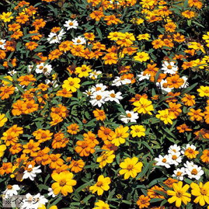  WjAiSjv`h 1܁y^LCczt܂