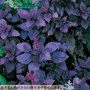 バジル 花 種の人気商品 通販 価格比較 価格 Com