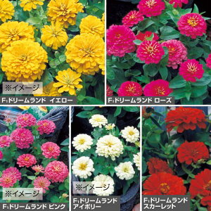  WjA(S) F1h[hiԃ^ljFʃZbg 1gy^LCczt܂