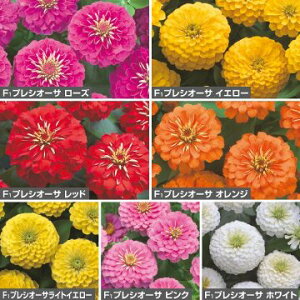  WjA (S) F1vVI[Tiԃ^ljZbg 1gy^LCczt܂