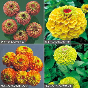  SiWjAjENC[iԃ^ljZbg 1gy^LCczt܂