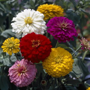  p؉Ԍ WjAiSj_A獬 1܁y^LCczt܂