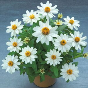  WjAiSjx[YzCg 1܁y^LCczt܂