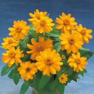  WjAiSjx[YIW 1܁y^LCczt܂