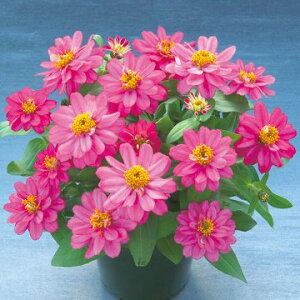  WjAiSjx[Y_ufB[v[Y 1܁y^LCczt܂