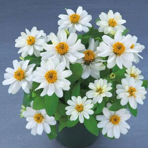  WjAiSjx[Y_uzCg 1܁y^LCczt܂