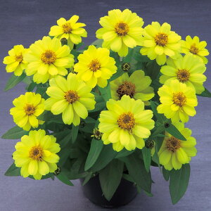  WjAiSjEx[Y_u@CG[ 1܁y^LCczt܂