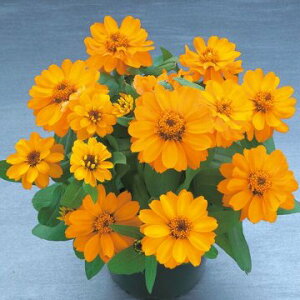  WjAiSjx[Y_uIW 1܁y^LCczt܂