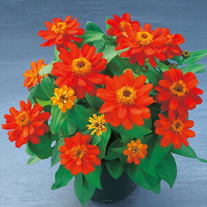  WjAiSjEx[Y_u@XJ[bg 1܁y^LCczt܂