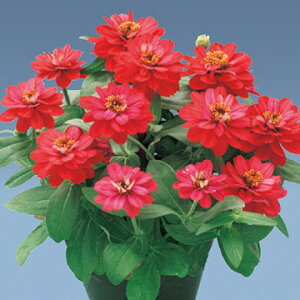  WjAiSjEx[Y_u@`F[ 1܁y^LCczt܂