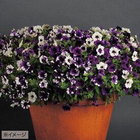 種 ペチュニア・いちまつ 1袋【タキイ種苗公式】春まき