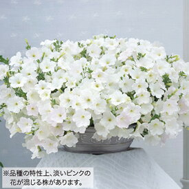 種 ペチュニア F1ラテリーナホワイト 1袋【タキイ種苗公式】春まき