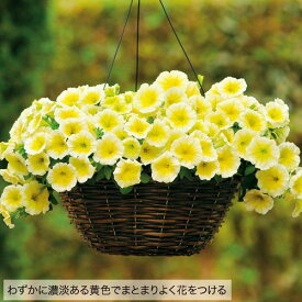種 ペチュニア F1イージーウェーブイエロー 1袋【タキイ種苗公式】春まき