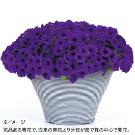 種 ペチュニア・F1イージーウェーブ ブルーインプ 1袋【タキイ種苗公式】春まき