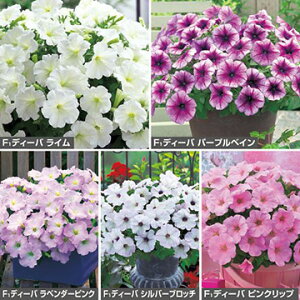 �� �y�`���j�A F1�f�B�[�o���j�[�N�F�i�ԃ^�l�j�Z�b�g 1�g�y�^�L�C��c�����z�t�܂�