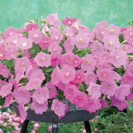 種 ペチュニア・F1ラテリーナ ライトピンク 1袋【タキイ種苗公式】春まき