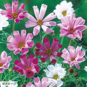 �� �R�X���X �V�[�V�F������ 1�܁y�^�L�C��c�����z�t�܂�