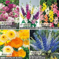 種 切り花向き 草花タネ セット（秋） 1組【タキイ種苗公式】秋まき