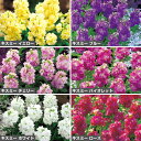種 ミニストック花タネ セット 1組【タキイ種苗公式】
