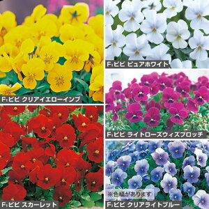  rI F1rr lCԐFiԃ^ljZbg 1gy^LCczH܂