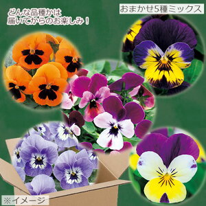 パンジー ビオラ 種の人気商品 通販 価格比較 価格 Com