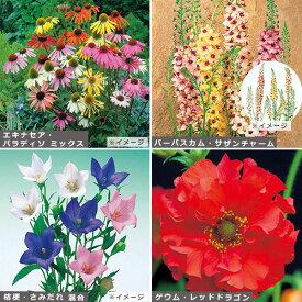 楽天市場 宿根草 種の通販