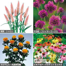 種 定番ドライフラワーに向く草花タネセット（春） 1組