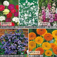 種 お供え花向き花タネセット（秋） 1組【タキイ種苗公式】秋まき