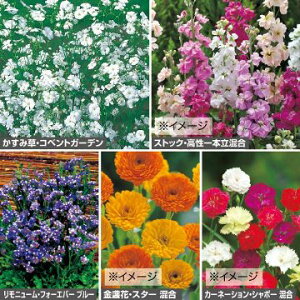 秋 ガーデニング 花 種の人気商品 通販 価格比較 価格 Com