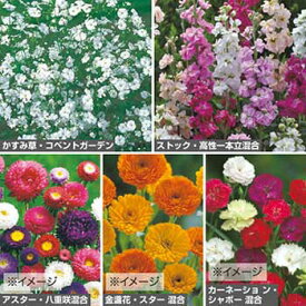 楽天市場 花の種子 種類 植物 アスター 種子 ガーデニング 農業 花 ガーデン Diyの通販