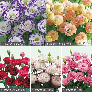 �� ���[�X�g�}�i�g���R�j�[�j�EF1�~���N �l�C5��i�ԃ^�l�j�Z�b�g 1�܁y�^�L�C��c�����z�t�܂� �H�܂�