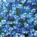 種 わすれな草 ドワーフブルー 1組【タキイ種苗公式】